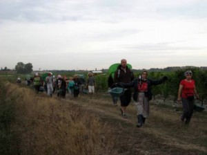 early morning harvesters at Brane Cantenac
