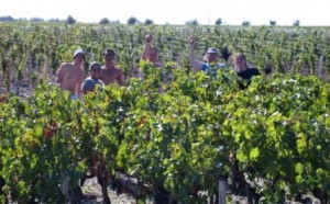 harvesters at Pichon Comtesse